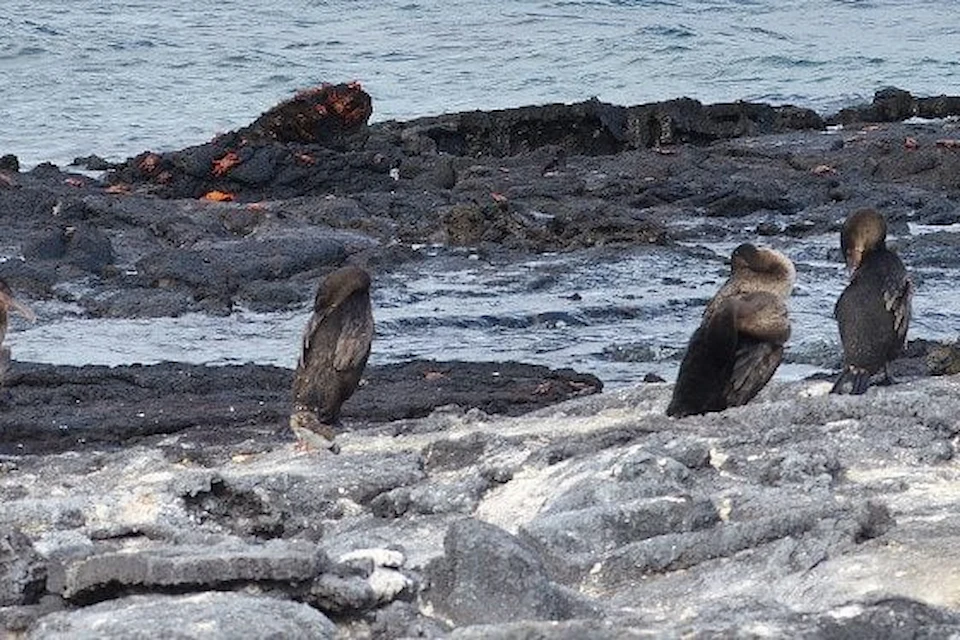 Flightless Cormorant Galapagos