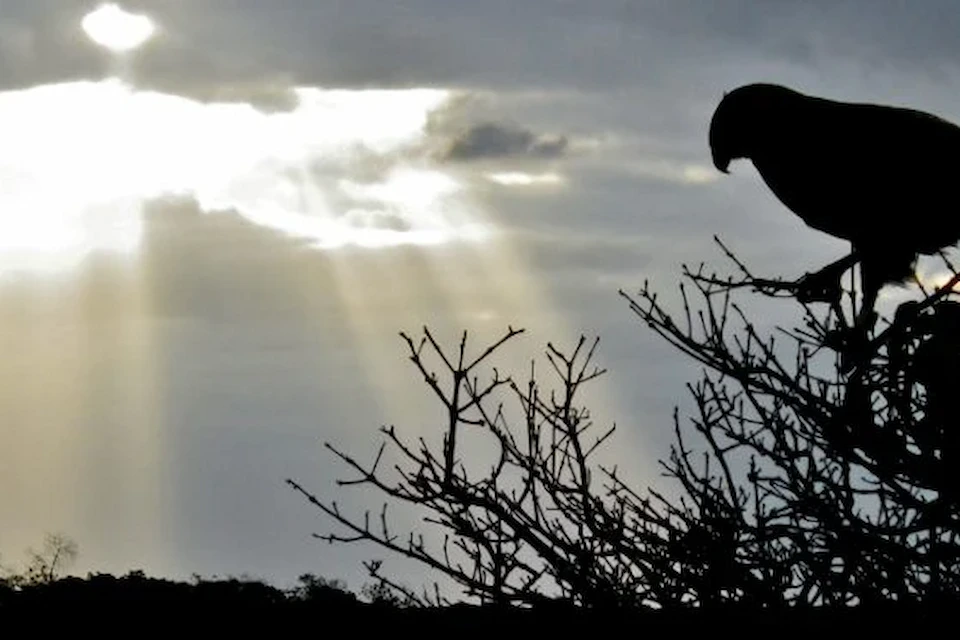 Galapagos Sunrise Hawk