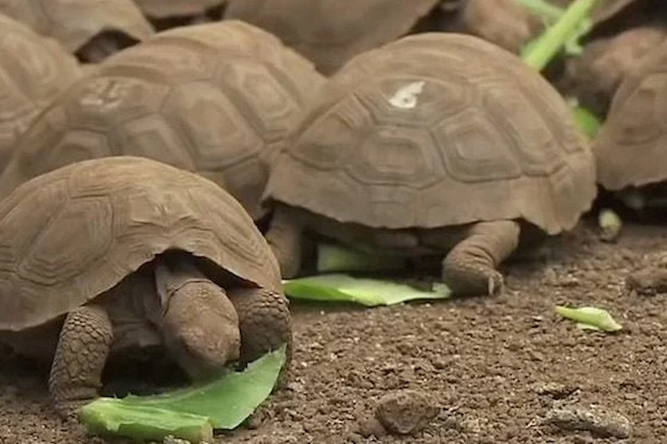 Baby Tortoises