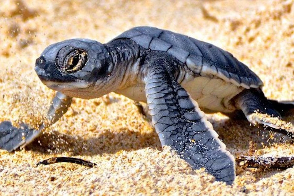 Baby Galapagos Sea Turtle