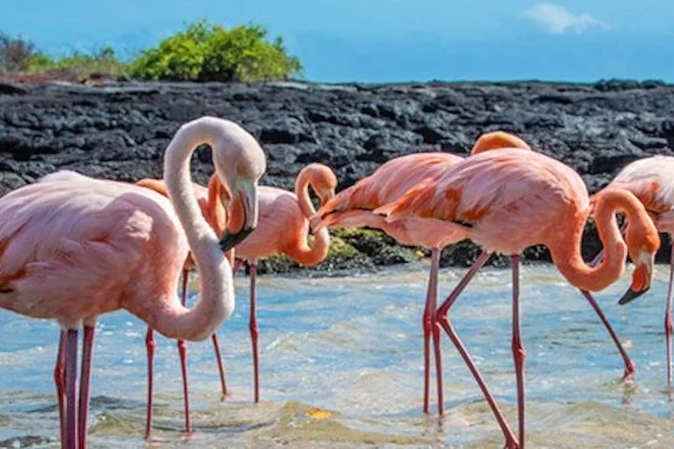 Galapagos Flamingos Galapagos Islands
