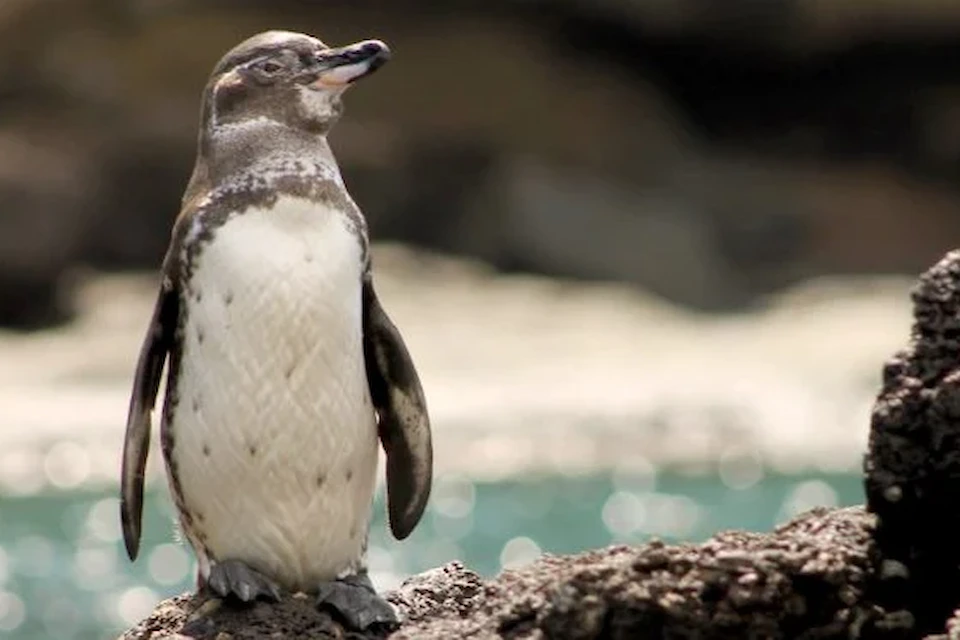 Pingüino de las Islas Galápagos