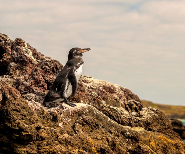 Islote Sombrero Chino Pingüino Islas Galápagos