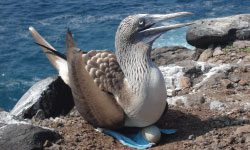 Piquero de patas azules de Galápagos