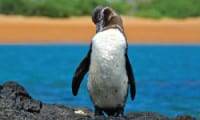 Galapagos Islands Penguin