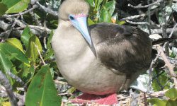 Piquero de patas rojas de Galápagos