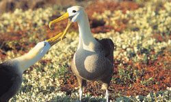 Albatros Galápagos