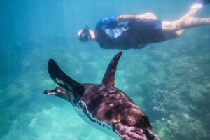 Snorkeling Galapagos Penguin Galapagos Islands Ecuador