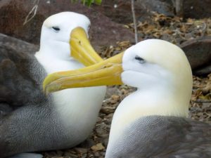 Albatross From Galapagos Islands 