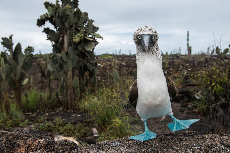 Blue-Footed Booby.
