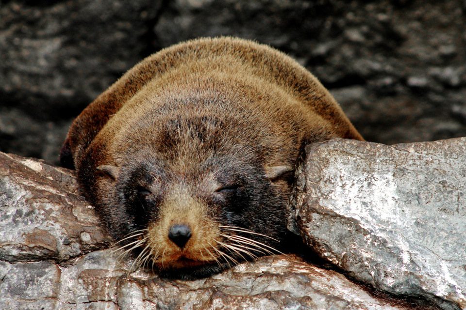Galapagos Fur Seal Vs Sea Lion