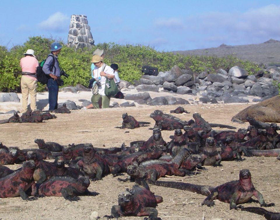 Las especies icónicas de las Islas Galápagos, las iguanas marinas. 