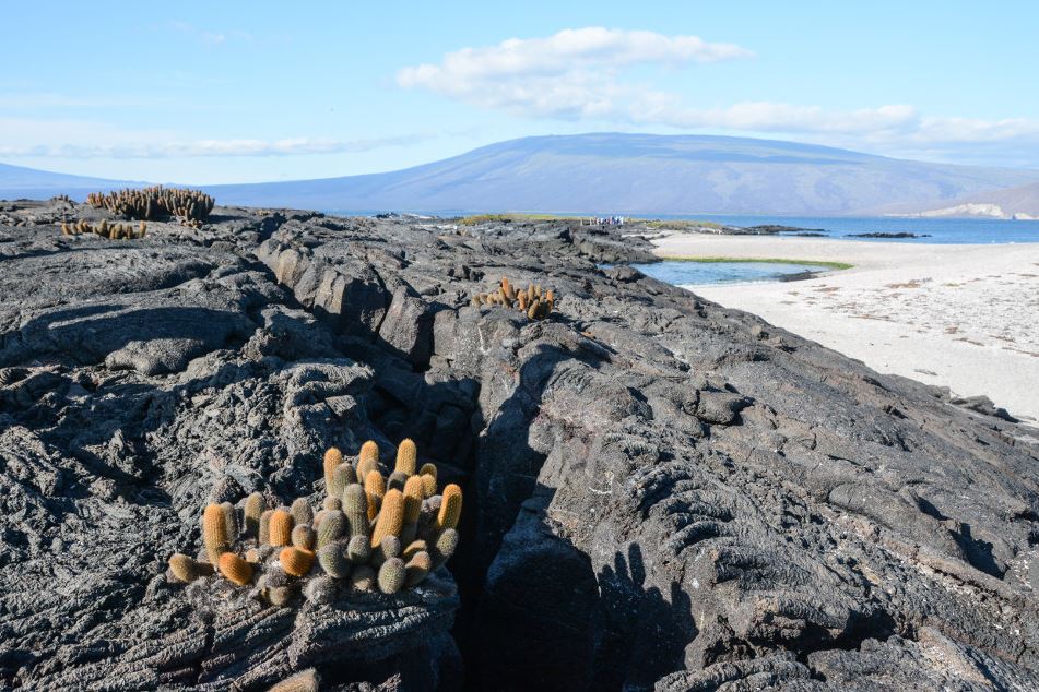 Galapagos Flora: Lava Cactus