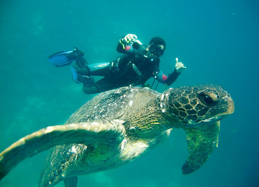 Encounter With Sea Turttles While Scuba Diving In Galapagos. 