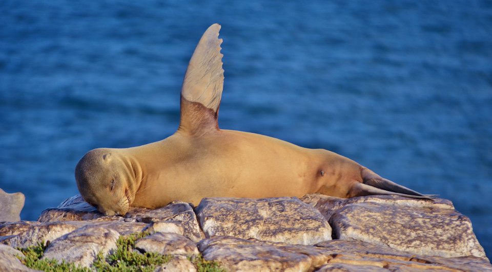 Sea Lion From The Galapagos Islands