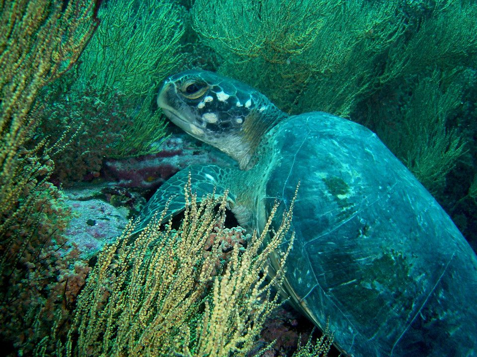 Galapagos Islands Sea Turtle