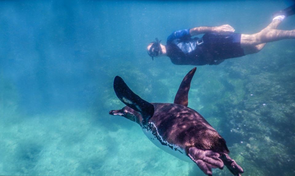 Snorkeling In The Galapagos Islands. 