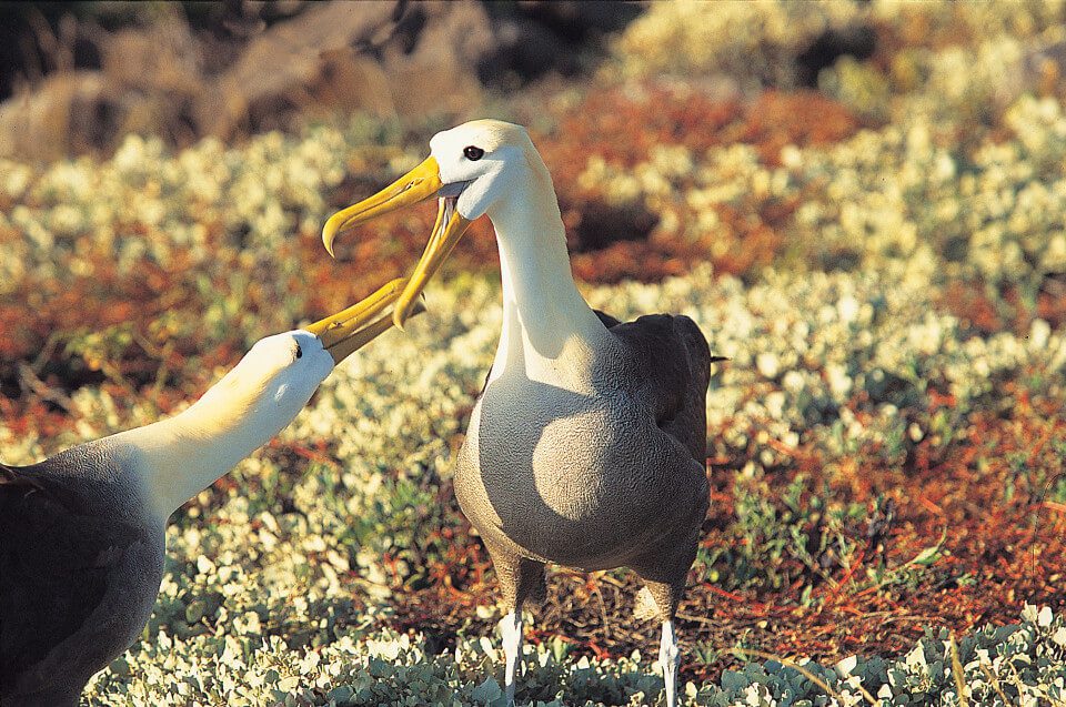Galapagos Albatross Is One Of The Iconic Species.
