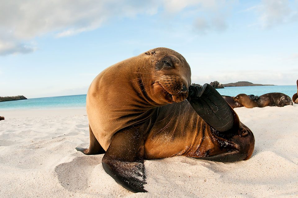 Sea Lion On The Shore In Galapagos.