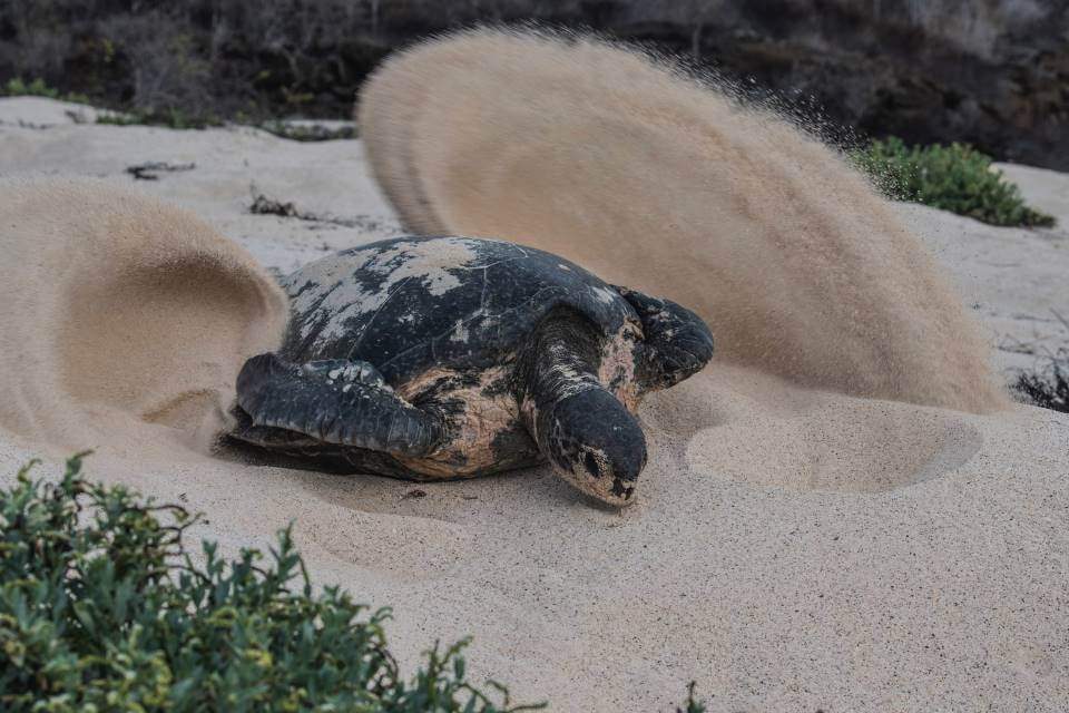 Sea Turtle Galapagos Islands.