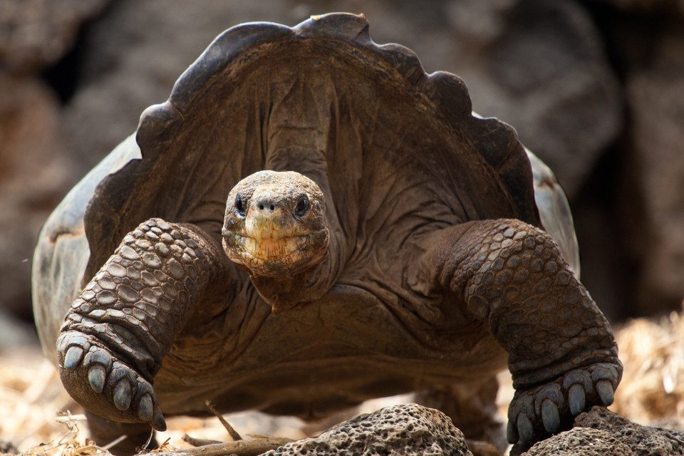 Adult Pinzon Giant Tortoise In The Galapagos Islands. 