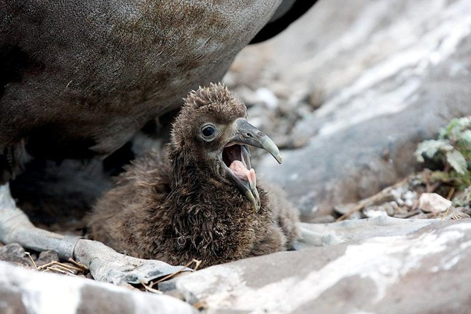 Albatross' Chick