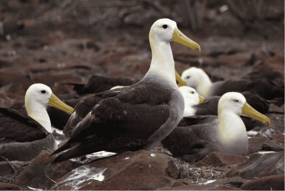 Albatros, especie icónica de las Islas Galápagos.