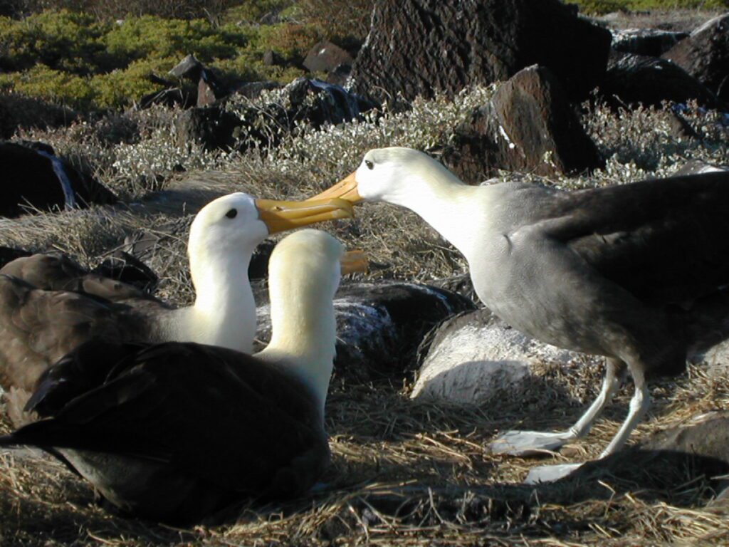 Albatros Islas Galápagos 1