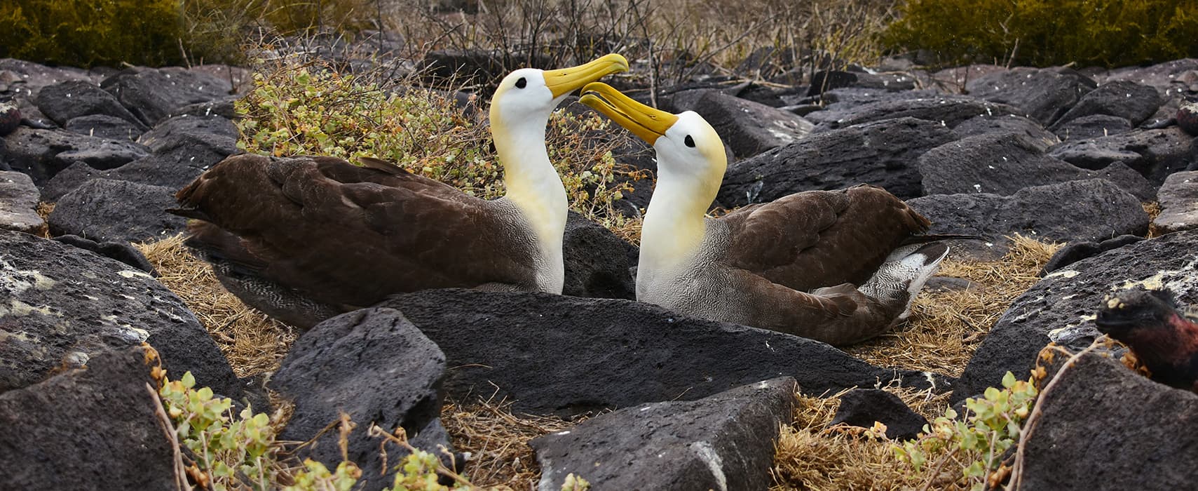 Albatros de las Islas Galápagos
