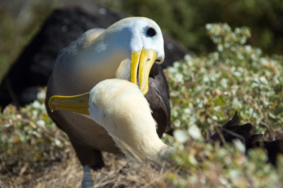 El cortejo de los albatros.
