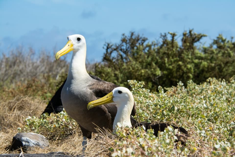 Galapagos Albatrosses Resting In The Bushes.