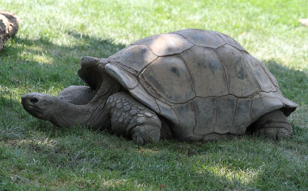 Galapagos Giant Tortoise Species: Aldabra