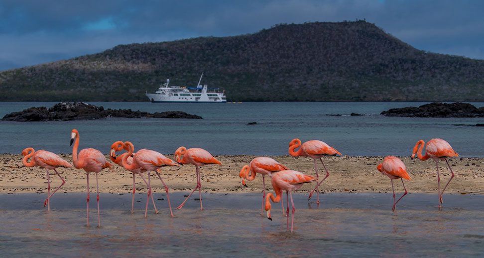 American Flamingo Galapgos Islands Ecuador