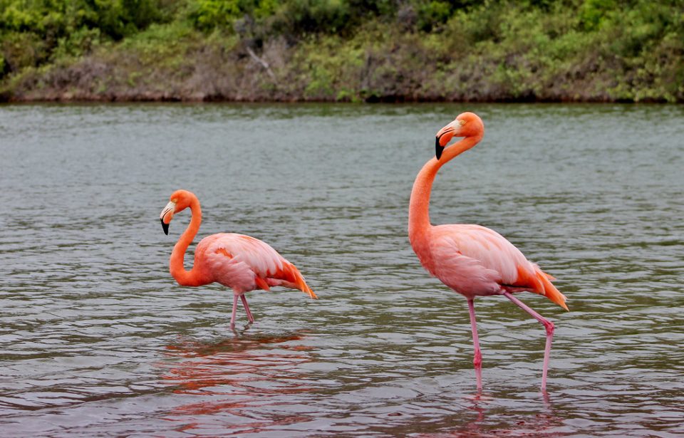 American Flamingos Spotted At Las Bachas, Santa Cruz Island