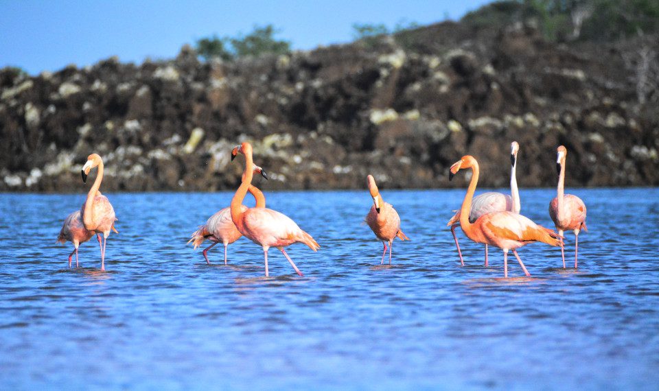 Galapagos American Flamingos.