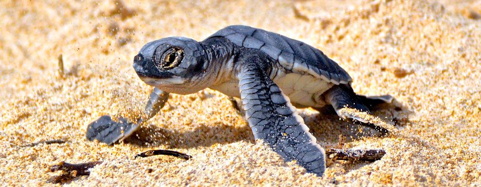Cría de tortuga de Galápagos 1