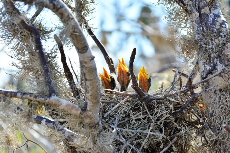Baby Mockingbirds On Rabida Island