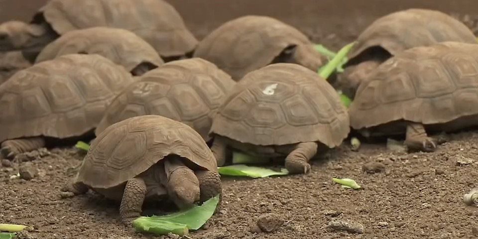 Galapagos Islands Giant Tortoise Baby