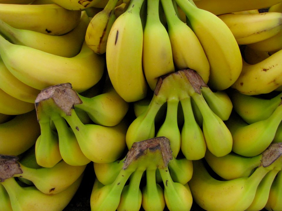 Ecuadorian Bananas.