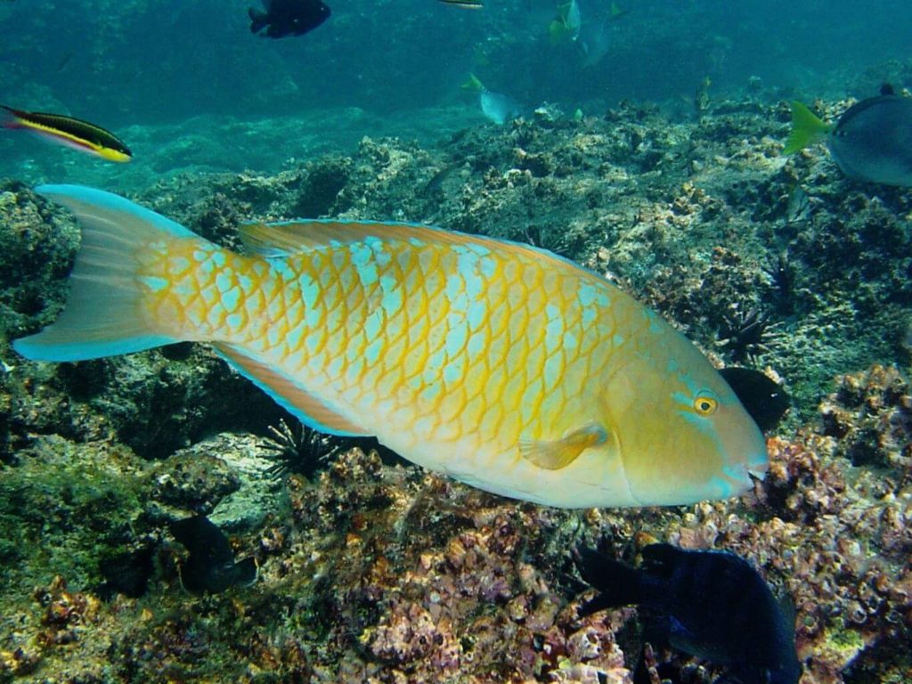 Galapagos Fish: Blue-Chin Parrot Fish