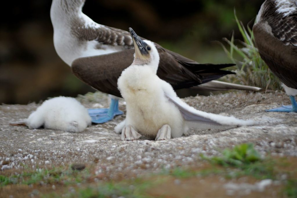 Aves de Galápagos: piqueros de patas azules