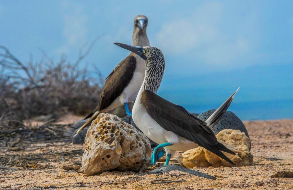 Baile de cortejo de los piqueros de patas azules de Galápagos