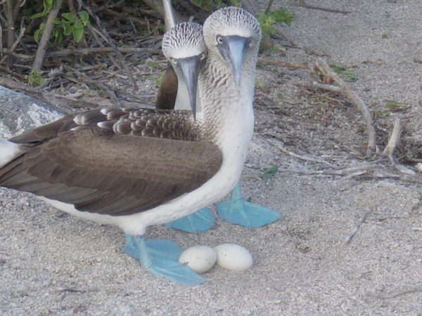 Piqueros de patas azules cuidando sus huevos.