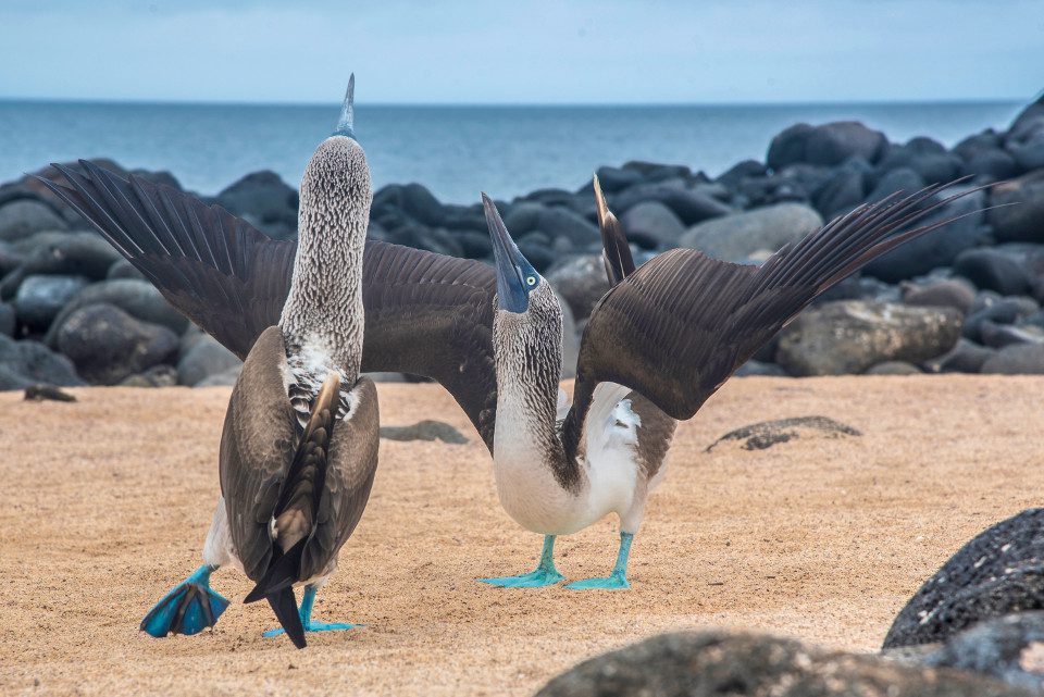 Piqueros de patas azules Islas Galápagos