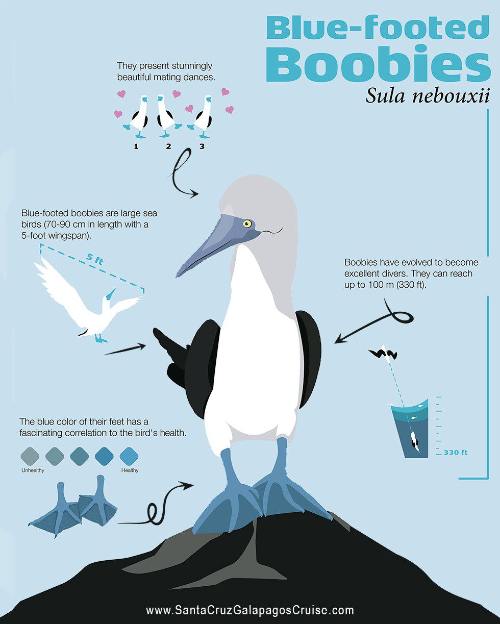 Blue-Footed Boobies Infographic