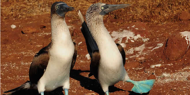 Blue-Footed Boobies