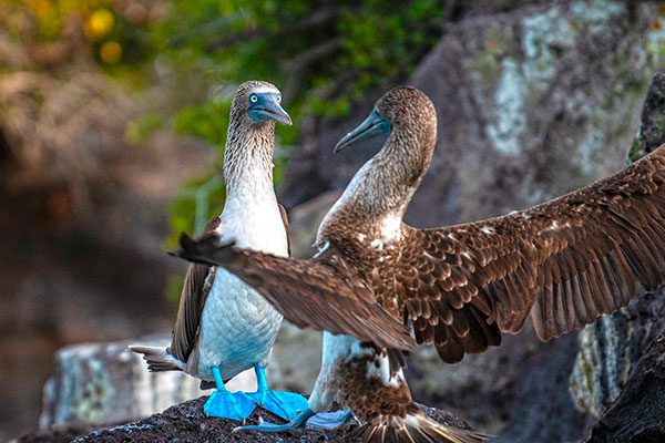 Blue Footed Boobies in Santa Fe Island Galapagos Iconic Species
