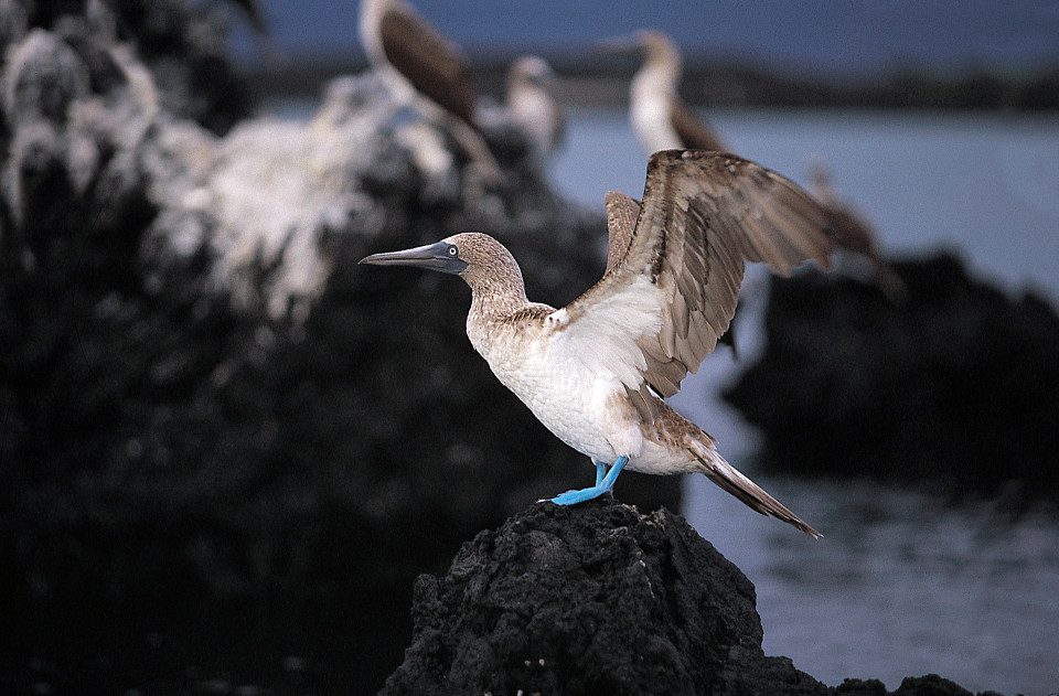 Galapagos Birds: Blue-Footed Boobies