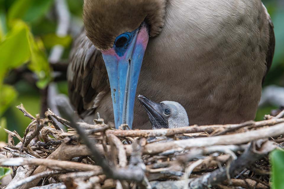 Red-Footed Boobie With Her Nestling.
