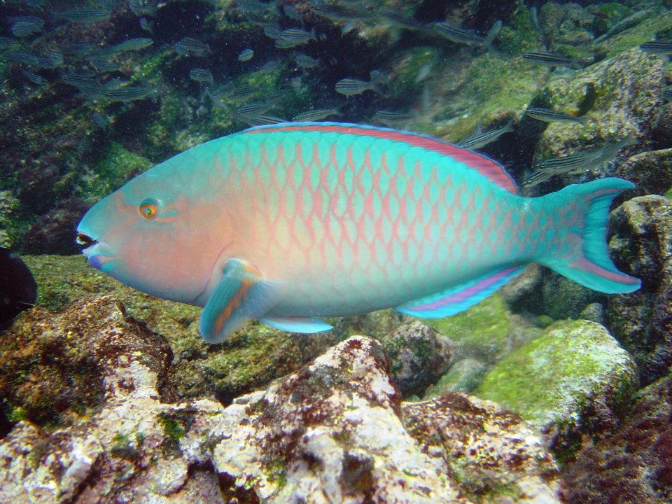 Bluechin Parrotfish In The Galapagos